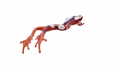 3d animation of Clown Tree Frog Stock Footage 241260902