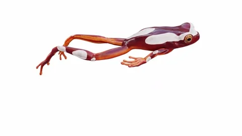 3d animation of Clown Tree Frog Stock Footage 241260913