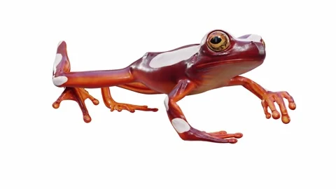 3d animation of Clown Tree Frog Stock Footage 241260917