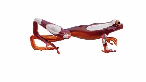 3d animation of Clown Tree Frog Video stock 241260924