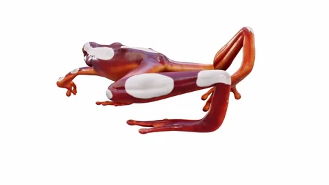 3d animation of Clown Tree Frog Stock Footage 241260925