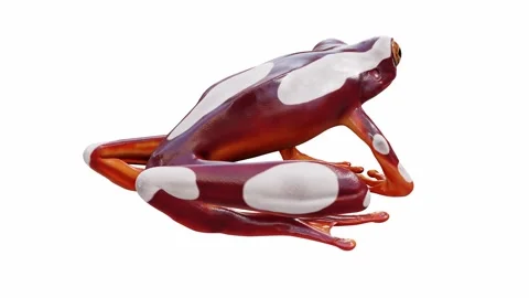 3d animation of Clown Tree Frog Video stock 241586055