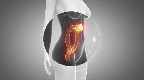 3D animation of  COLON anatomy in loop Stock Footage 51476493