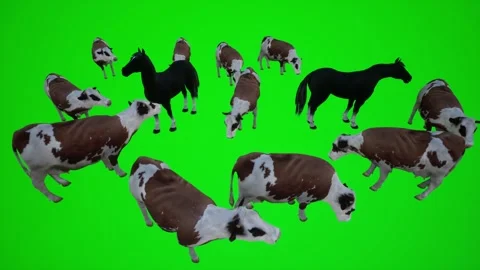 3D animation of cows in nature grazing and looking around on green screen chroma Video stock 246417075