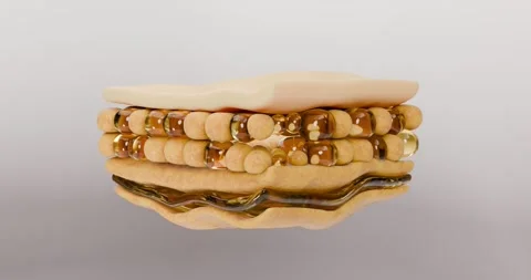 3D animation cross-section of subcutaneous fat tissue shows that the cells a Vidéo 315852710