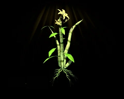 3D Animation of Dendrobium officinale 動画素材 237993651