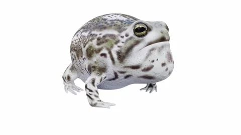 3d animation of Desert Rain Frog Stock Footage 241260930