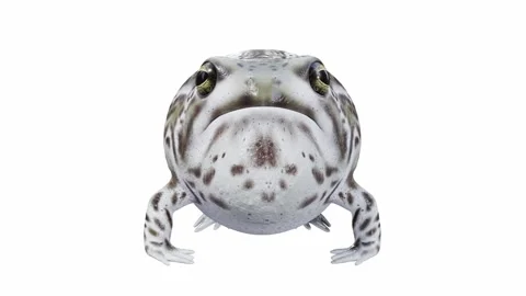 3d animation of Desert Rain Frog Stock Footage 241260939