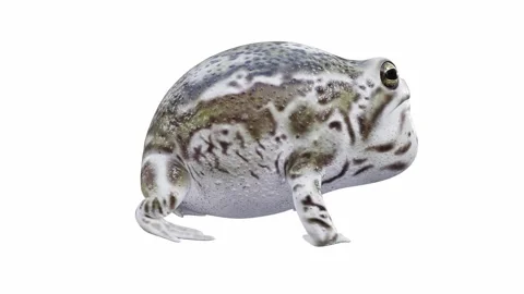 3d animation of Desert Rain Frog Stock Footage 241260944