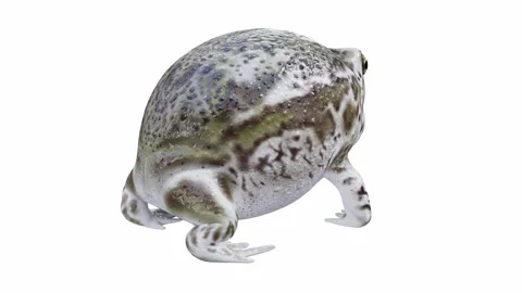 3d animation of Desert Rain Frog Stock Footage 241260949
