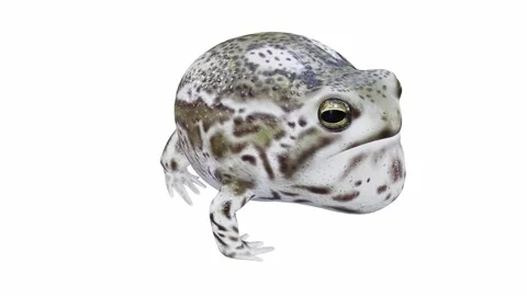 3d animation of Desert Rain Frog Stock Footage 241260950