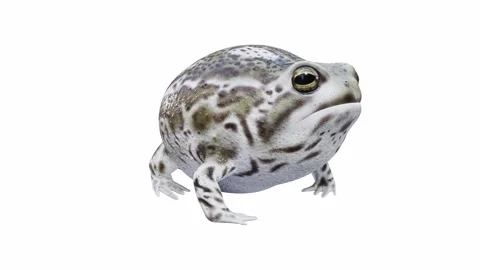3d animation of Desert Rain Frog Stock Footage 241260952