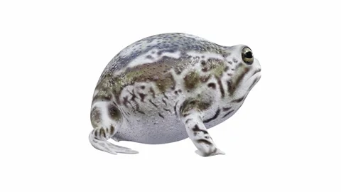 3d animation of Desert Rain Frog Stock Footage 241260958
