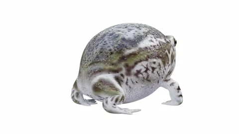3d animation of Desert Rain Frog Video stock 241260965