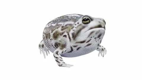 3d animation of Desert Rain Frog Video stock 241260968