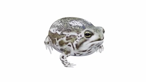 3d animation of Desert Rain Frog Stock Footage 241260970