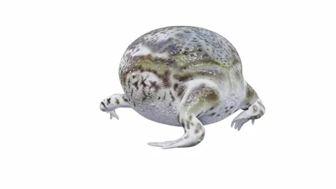 3d animation of Desert Rain Frog Stock Footage 241260976