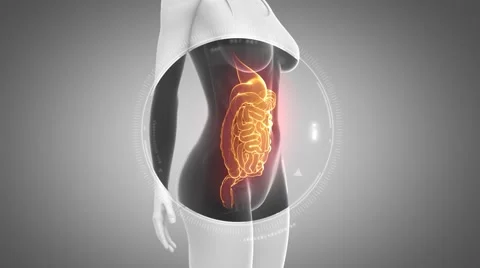 3D animation of  DIGESTIVE anatomy in loop Stock Footage 51475541