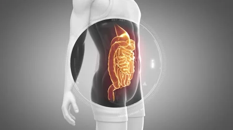 3D animation of  DIGESTIVE anatomy in loop Video stock 51476347