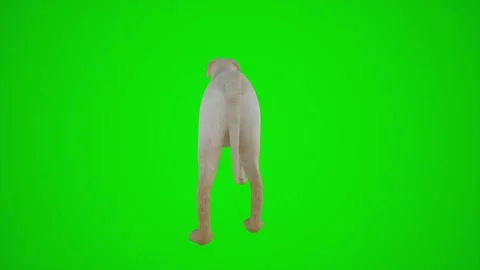 3D animation of the dog in the farm from the angle behind the green screen Stock Footage 251421781