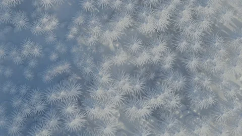 3d animation of a drone flight over abstract snowy trees Stock Footage 146717608