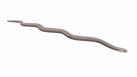 3d animation of Eastern Brown Snake Stock Footage 241260005