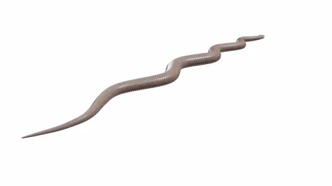 3d animation of Eastern Brown Snake Stock Footage 241260010