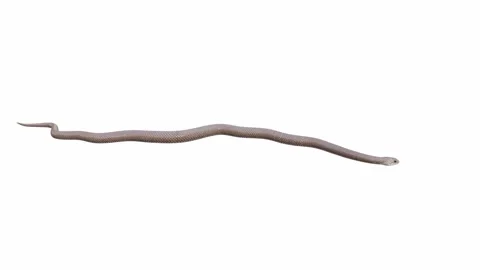 3d animation of Eastern Brown Snake Stock Footage 241260019