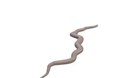 3d animation of Eastern Brown Snake Stock Footage 241260031