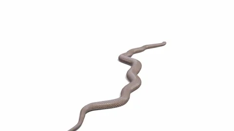 3d animation of Eastern Brown Snake Stock Footage 241260032
