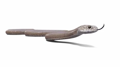 3d animation of Eastern Brown Snake Stock Footage 241260043