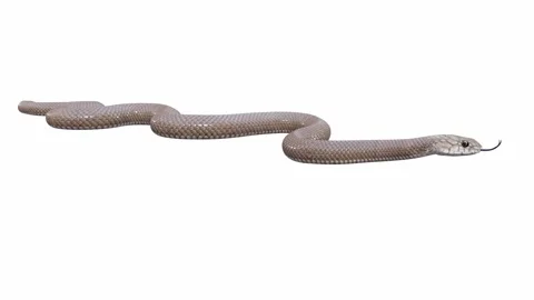 3d animation of Eastern Brown Snake Stock Footage 241260048
