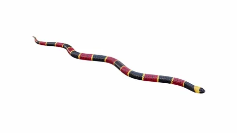 3d animation of Eastern Coral Snake Stock Footage 241260050