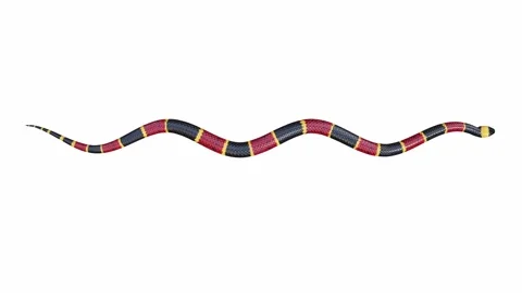 3d animation of Eastern Coral Snake Stock Footage 241260056