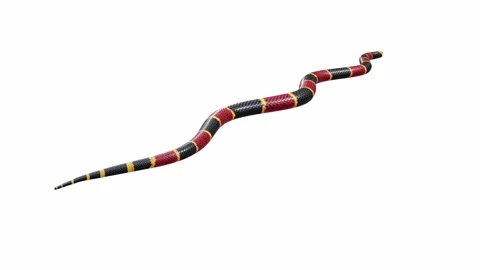3d animation of Eastern Coral Snake Video stock 241260058