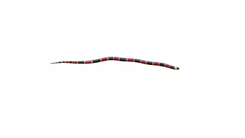 3d animation of Eastern Coral Snake Stock Footage 241260077