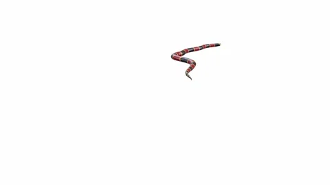 3d animation of Eastern Coral Snake Stock Footage 241260082