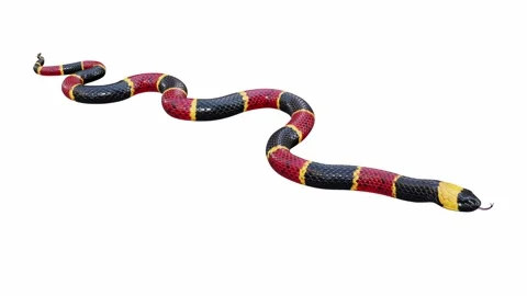 3d animation of Eastern Coral Snake Stock Footage 241260084
