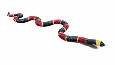 3d animation of Eastern Coral Snake Stock Footage 241260086