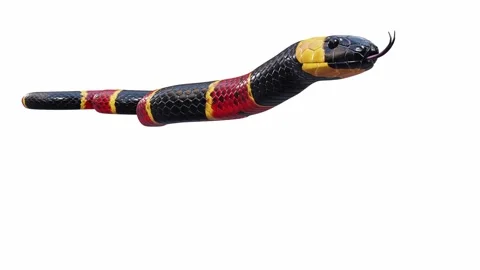 3d animation of Eastern Coral Snake Stock Footage 241260093
