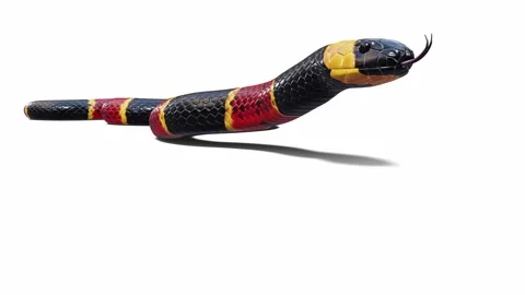 3d animation of Eastern Coral Snake Stock Footage 241260094