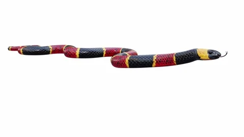 3d animation of Eastern Coral Snake Stock-Footage 241260096