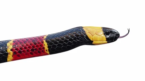 3d animation of Eastern Coral Snake Stock Footage 241260106