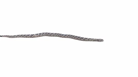 3d animation of Eastern Diamondback Rattlesnake Stock Footage 241255975