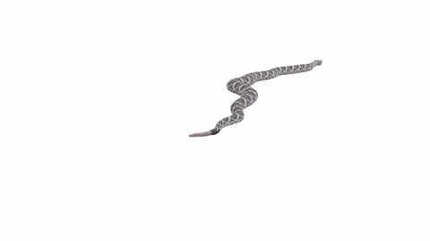 3d animation of Eastern Diamondback Rattlesnake Stock Footage 241256033