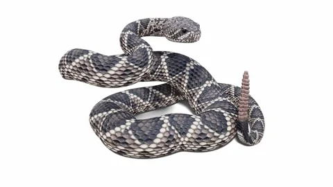 3d animation of Eastern Diamondback Rattlesnake Stock Footage 241256659