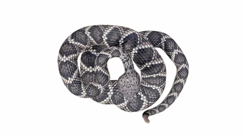 3d animation of Eastern Diamondback Rattlesnake Stock Footage 241257318