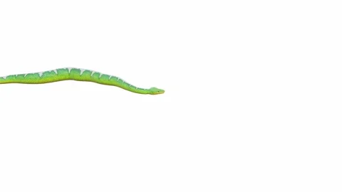 3d animation of Emerald Tree Boa Stock Footage 241257929
