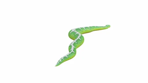 3d animation of Emerald Tree Boa Stock Footage 241258044