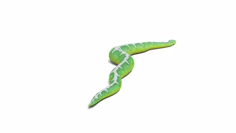 3d animation of Emerald Tree Boa Stock Footage 241258180